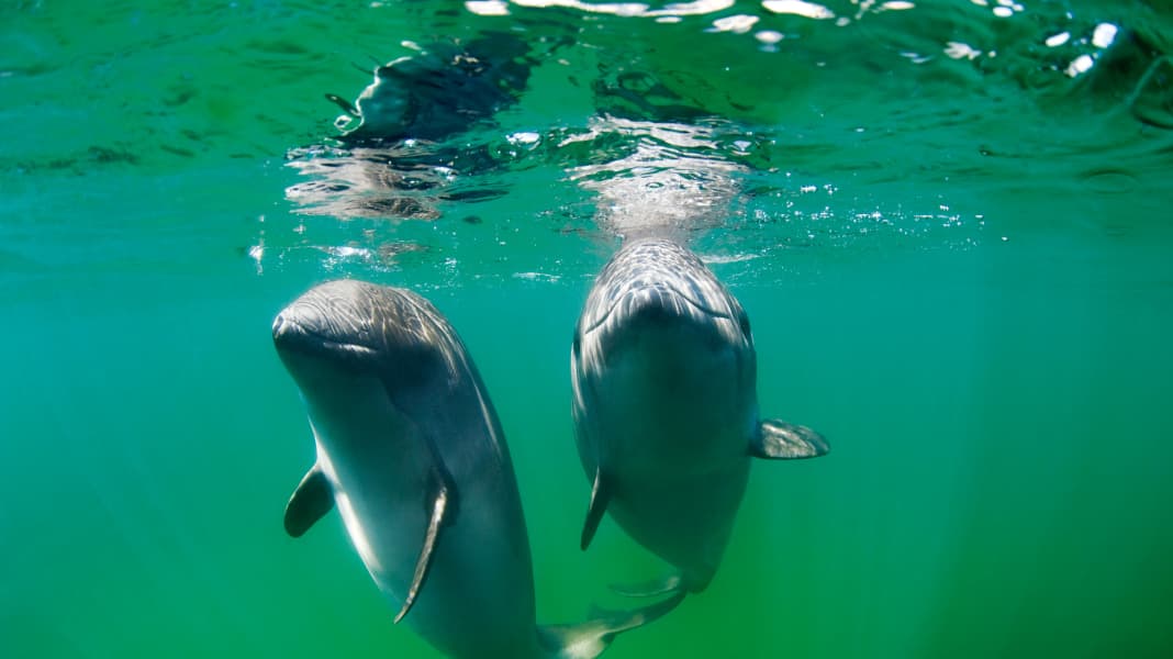 Baltic Sea: Tracking harbour porpoises in preparation for effective protection measures