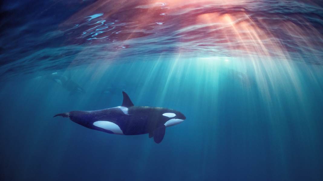 Orca-Angriffe: Sind die Killerwale auf Koks?