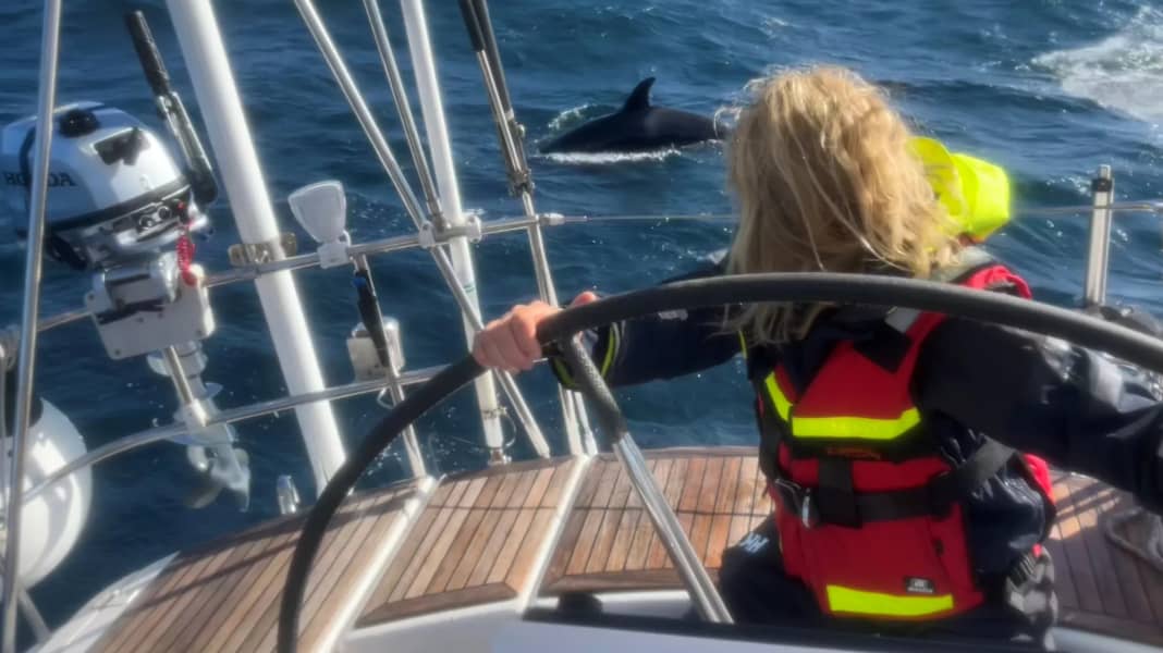 Wal-Attacken: Schon wieder Norweger von Orcas angegriffen – Rettung von Delphinen?