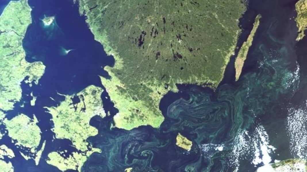 alle News: Gefährliche Algenblüte in der Ostsee