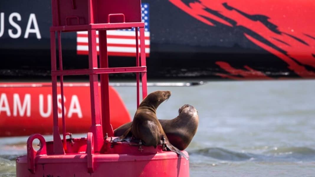 America’s Cup: So will Team USA gewinnen