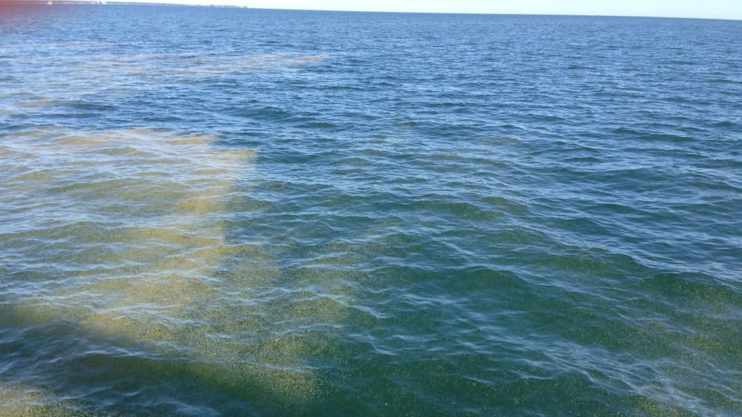 Baltic Sea: Every year again - algae bloom