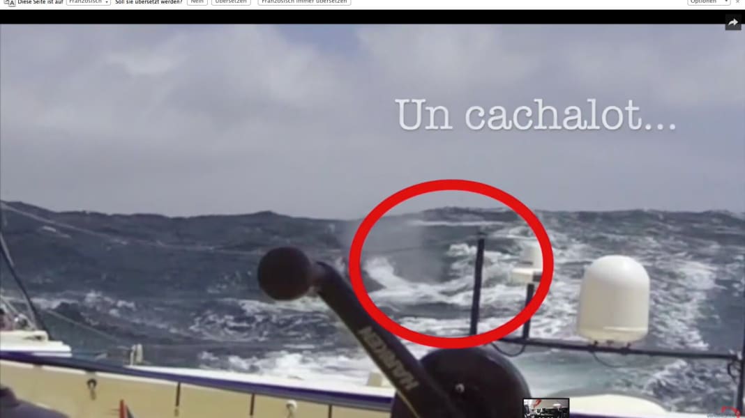 Vendée Globe: Havarie: Kollision mit Pottwal: Der Alptraum jedes Seglers im Video
