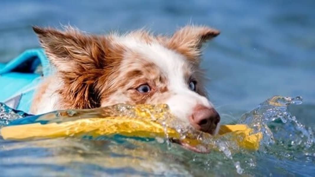 Équipement : accessoires pour le chien de bord