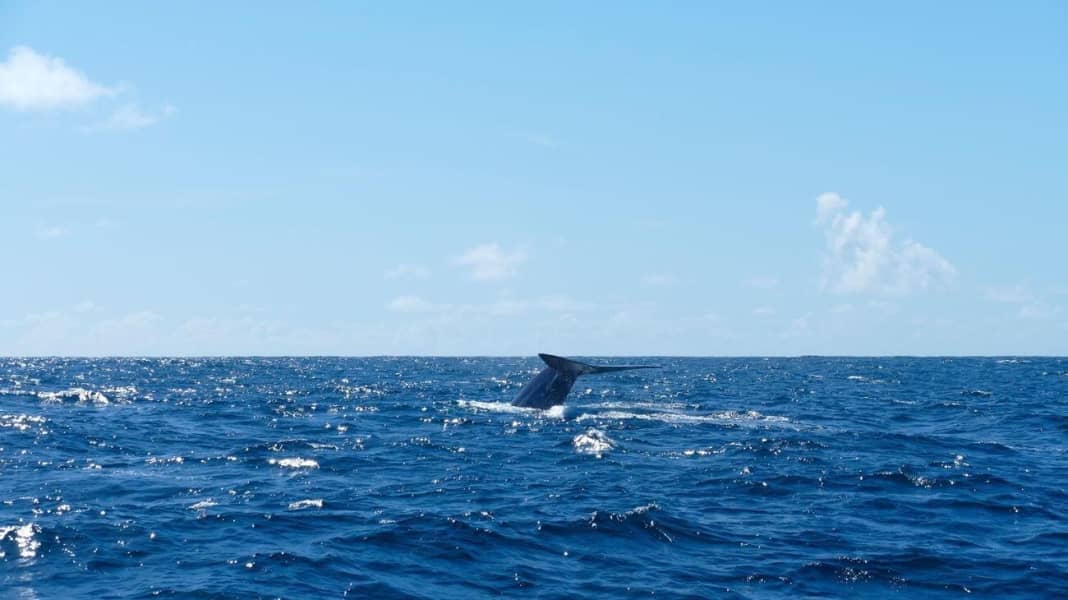 Blauwasser: Deutsche Crew filmt Wal-Vorfall auf der Biskaya