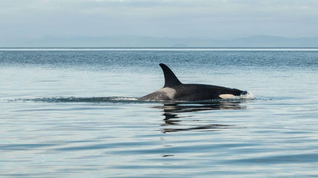 Eau bleue : Attaques de baleines dans l'Atlantique : interdiction de naviguer au large des côtes espagnoles