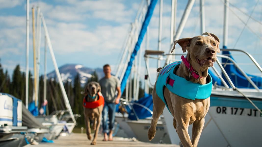 Equipaggiamento per il cane a bordo: Cosa serve ai cani a bordo: dieci consigli