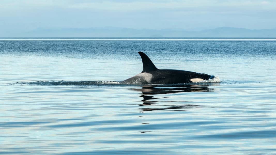 Whale sightings: Orcas are now also hunting on the North Sea coast