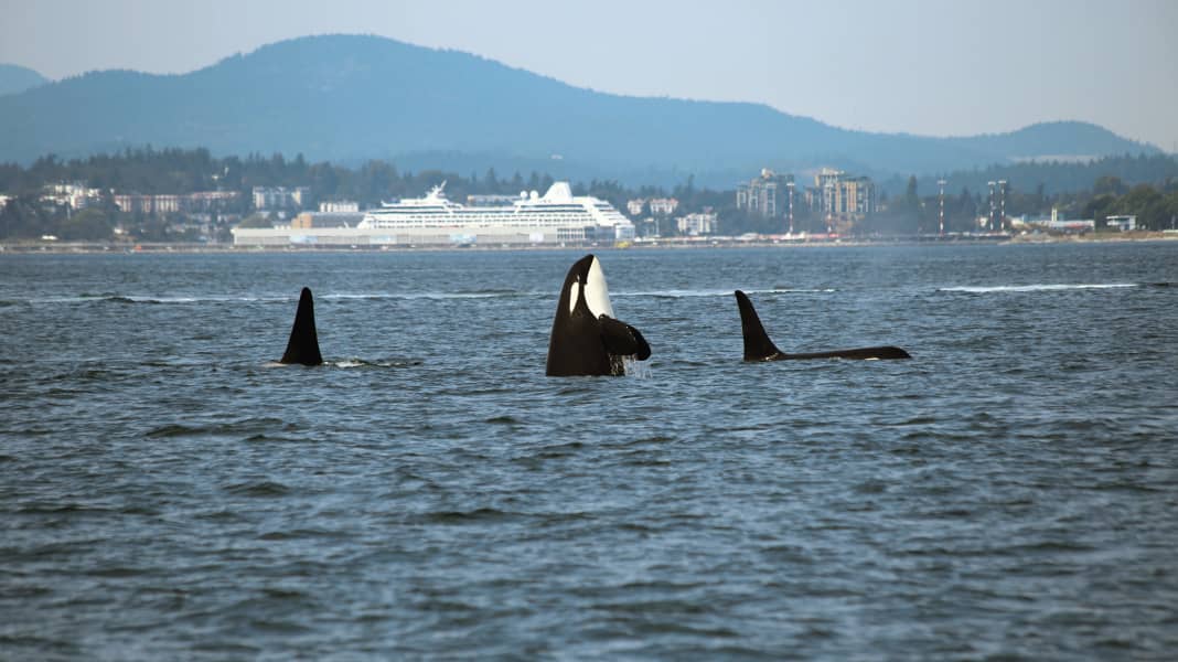Wal-Attacken: Sperrzone soll Vorfälle zwischen Seglern und Orcas eindämmen