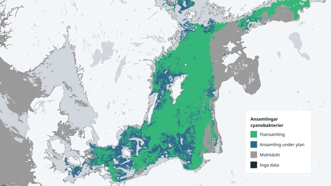 Environment: Algae bloom in the Baltic Sea in full swing