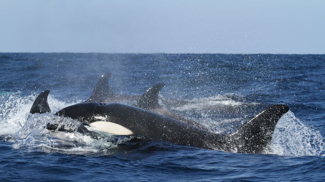 Orca attack: 70-year-old man sends "Mayday" off the coast of Portugal