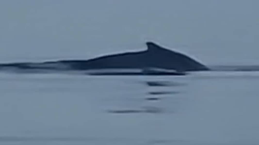 Humpback whale in the Baltic Sea: Rare guest off Hiddensee