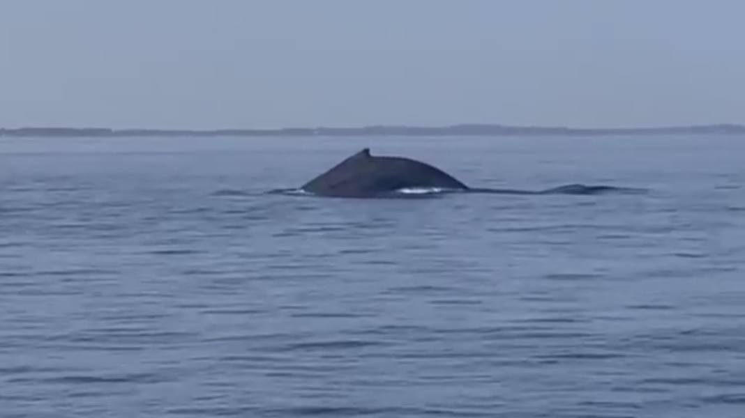 Baltic Sea: Humpback whale in the Øresund today!