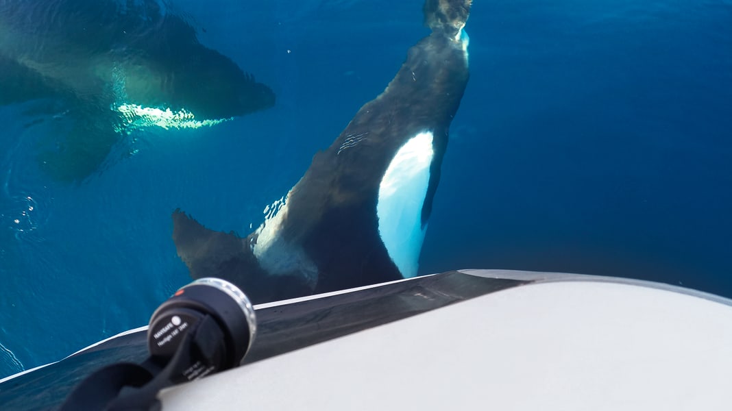 Orca attacks: Is black antifouling a risk factor?