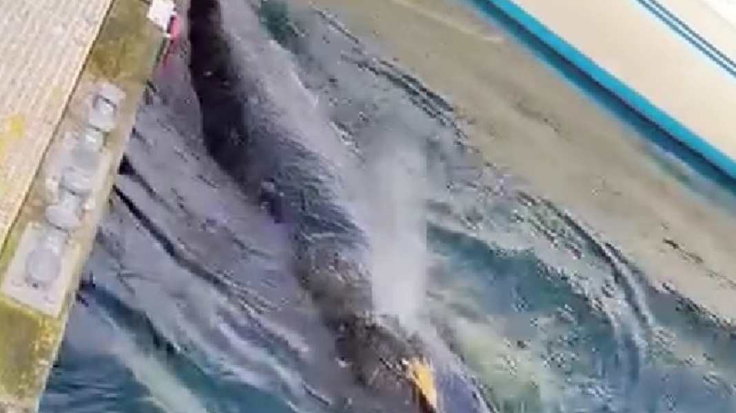 Kiel : Une nouvelle observation de baleine à bosse dans le port de plaisance apporte de nouvelles informations