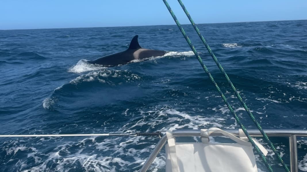 Attaque d'orque : un voilier allemand attaqué par une baleine au large de l'Espagne