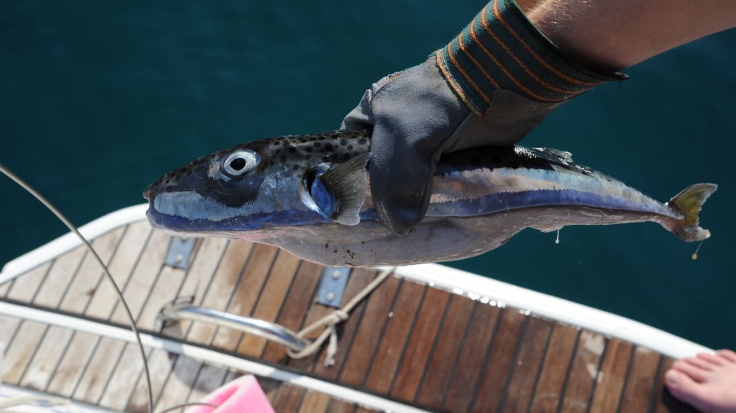 Croatia: Deadly pufferfish species continues to spread in the Mediterranean
