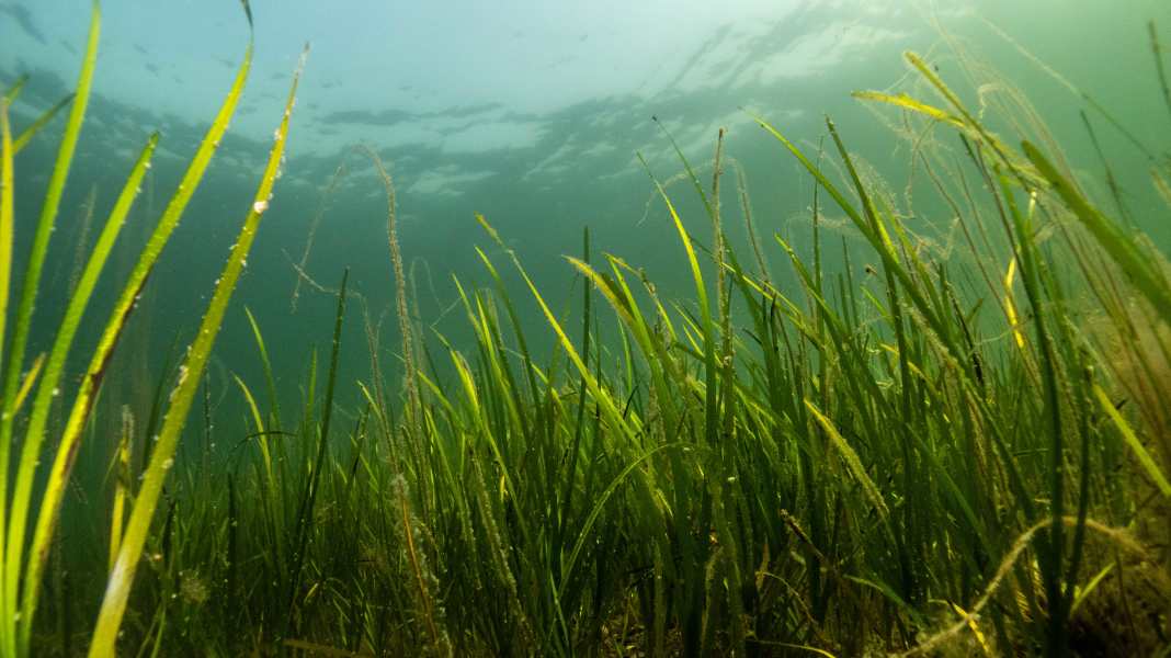 Progetto di ricerca: per la prima volta verrà registrata in modo completo la diffusione delle fanerogame marine