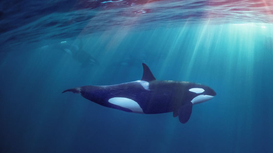 Seenot: Orcas versenken Yacht bei Gibraltar