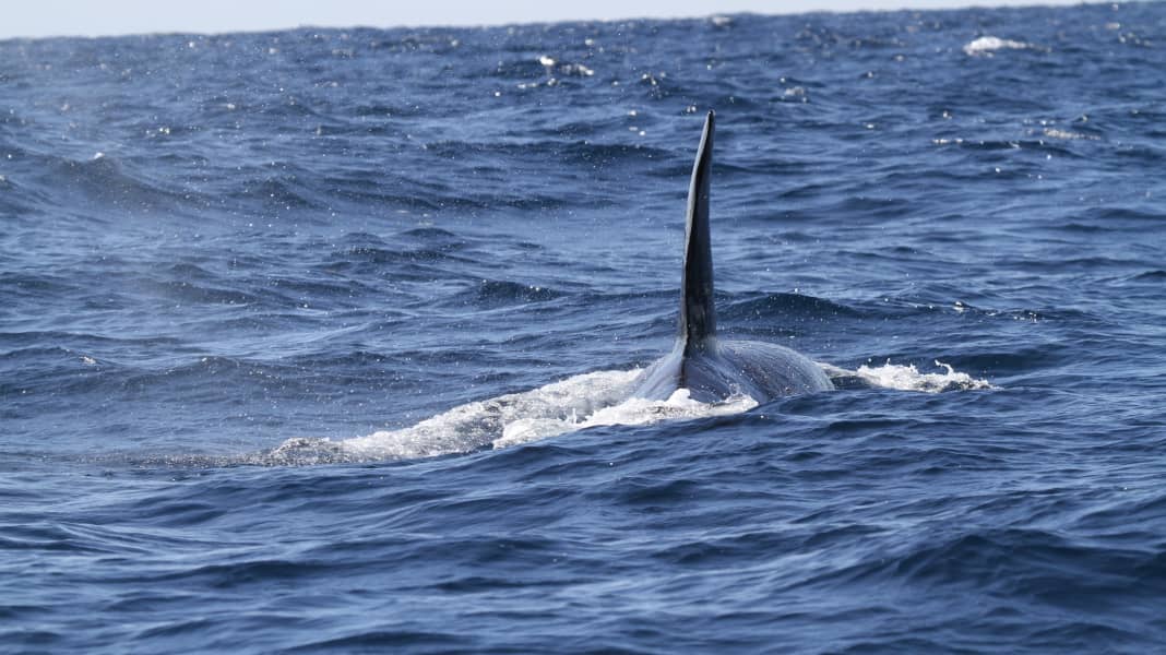 Interactions des orques : Plus de baleines sont actives, mais moins de dégâts de rame