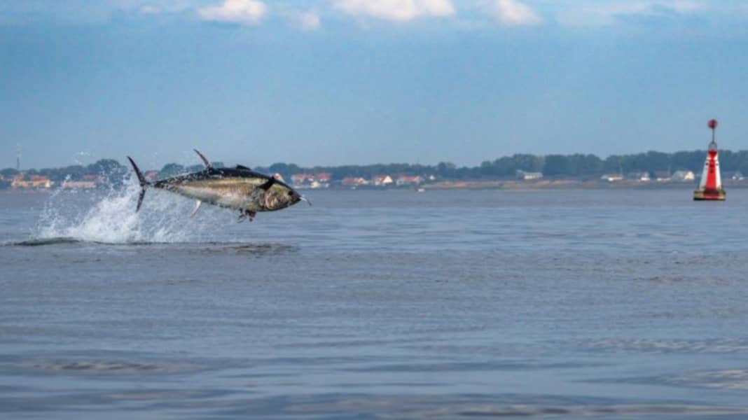 Denmark: Tuna spectacle in the Øresund
