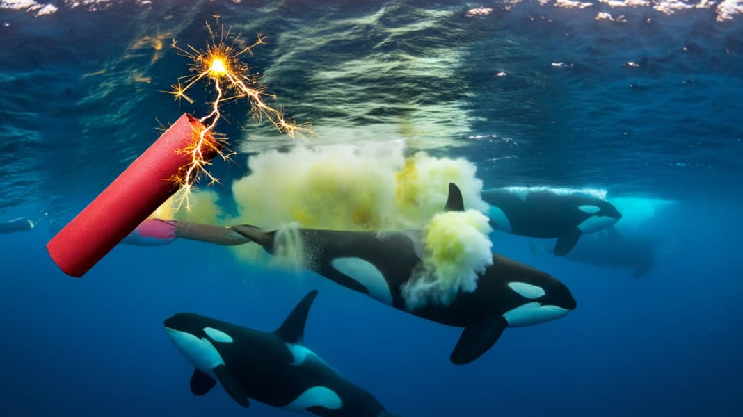 Orca-Interaktionen: Mit Böllern gegen Killerwale?