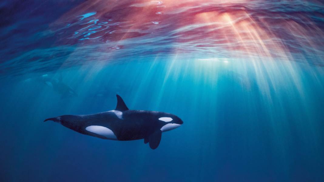 In distress: Orcas sink sailing boat off Portugal - family rescued