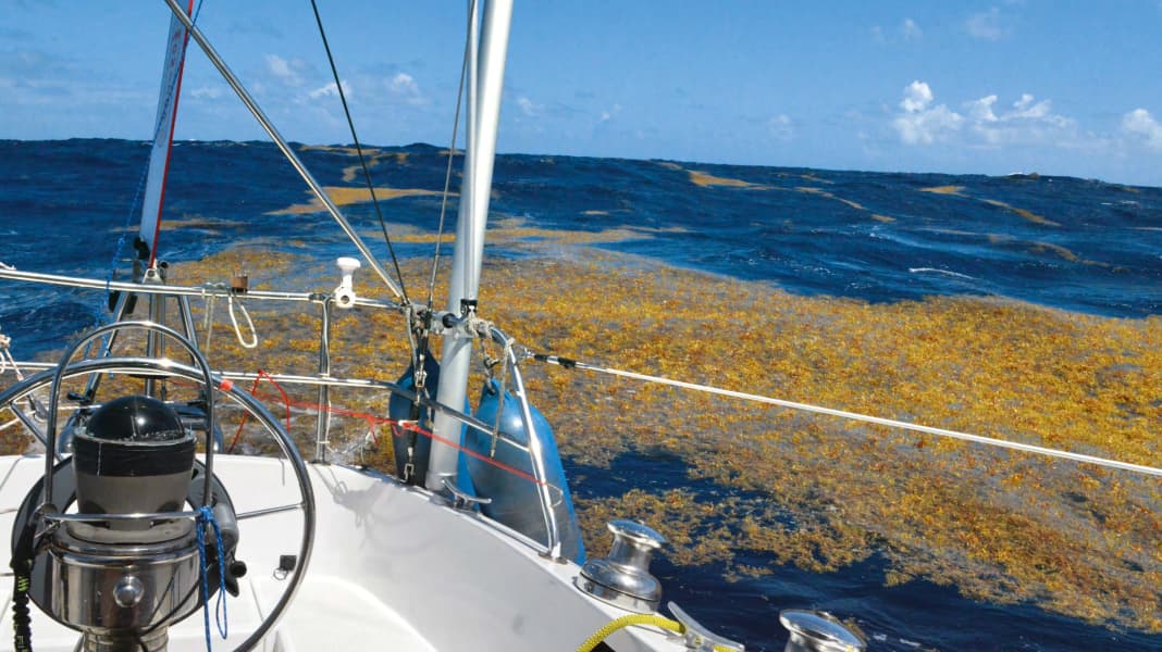 Atlantik: Seegras wird zum Problem auf dem Wasser und an Stränden