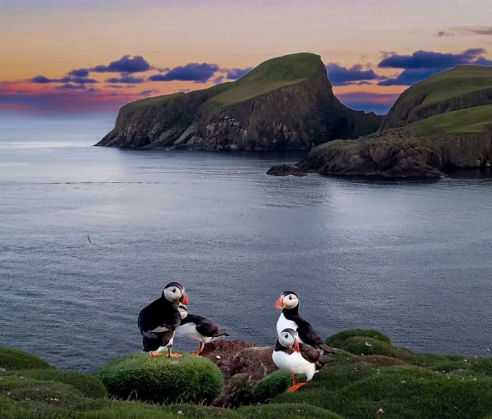 Puffins in Schottland