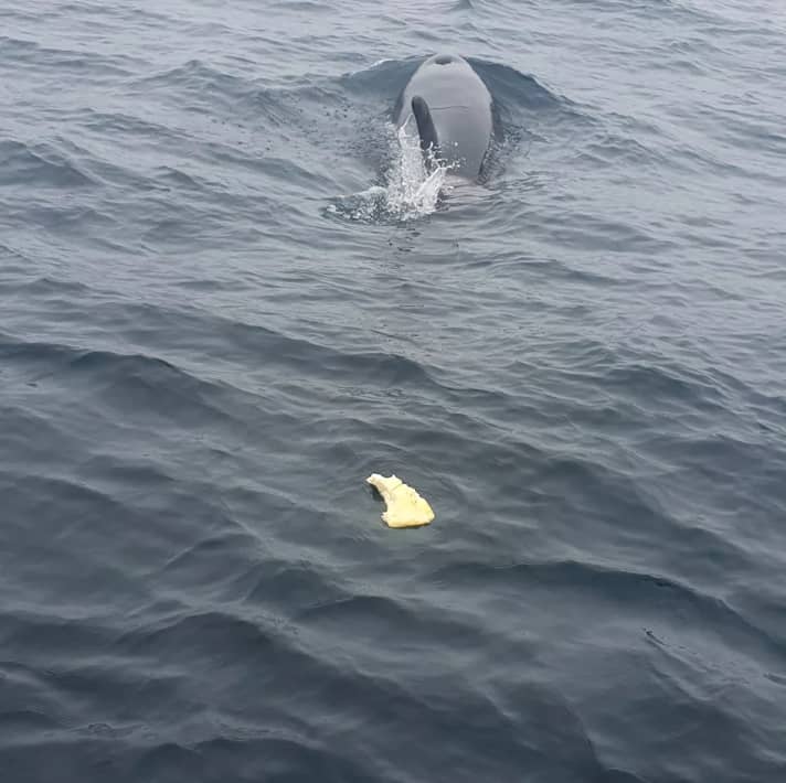 A piece of the rudder bitten off after an orca attack on the Erichsen family from Norway