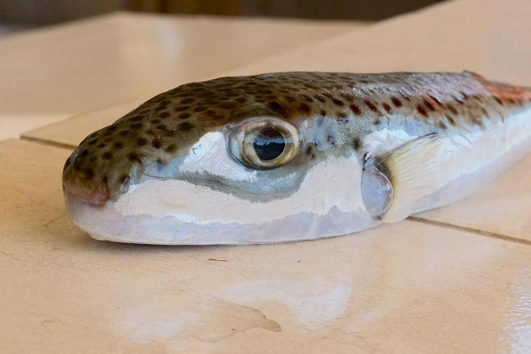 Der aus dem Roten Meer ins Mittelmeer migrierte Hasenkopf-Kugelfisch ist extrem giftig und tödlich.