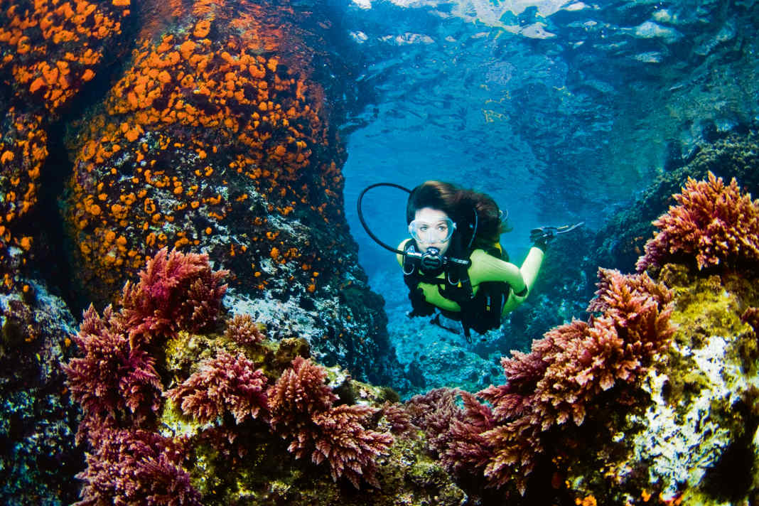 In southern regions in particular, you can go diving on colourful 
reefs from a boat.