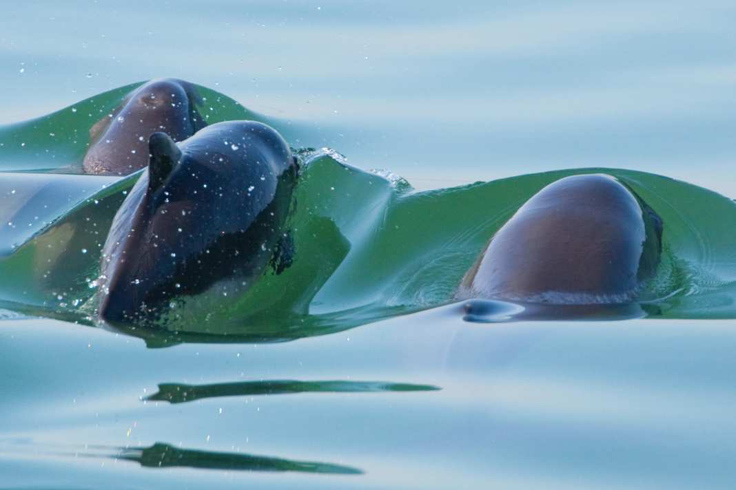 Gewöhnlicher Schweinswal, schwimmend mit Jungtier im niederländischen Oosterschelde Nationalpark.