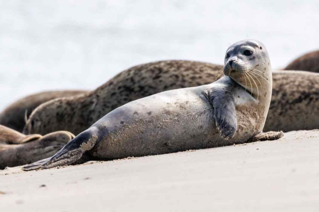 Ein junger Seehund robbt über den Strand auf der Ostfriesischen Insel Norderney.