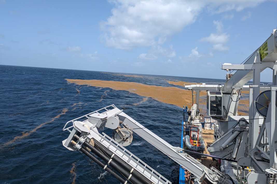 One of the REV-Ocean missions will take a researcher from the Alfred Wegener Institute to areas where the free-floating brown alga Sargassum accumulates on the sea surface in the subtropical Atlantic.