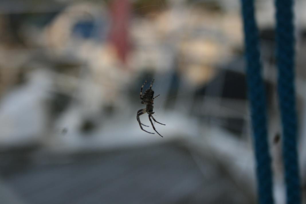 Networkers at work: spiders love well-lit places