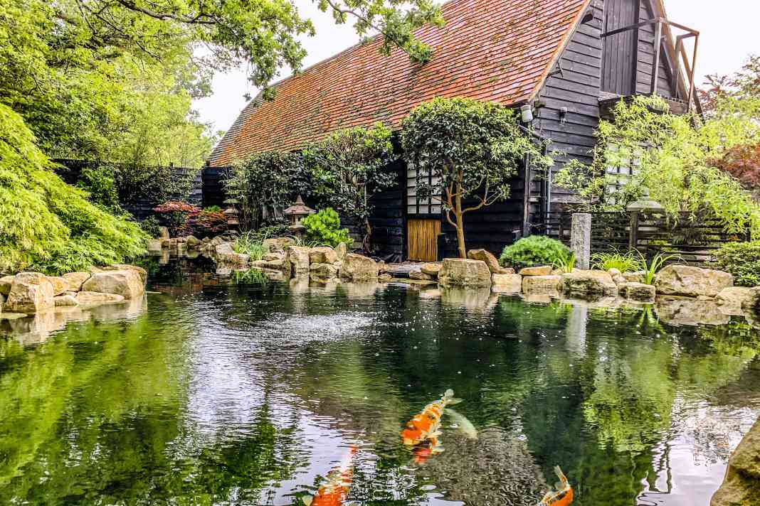 Berrymans Privathaus in Lymington: Den 1,70 Meter tiefen Teich und den Garten entwarf der Yachtdesigner als eine Weiterentwicklung seines
ersten Koi-Domizils – für ...