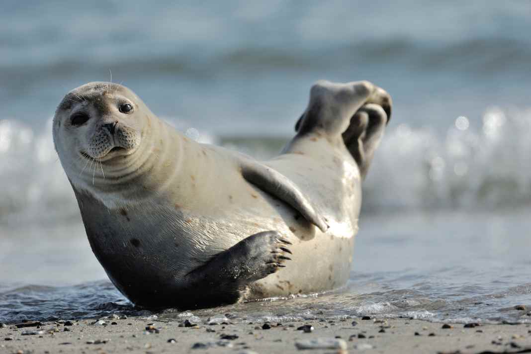 Momento di tranquillità a Helgoland: una foca sulla spiaggia dell’isola del Mare del Nord.