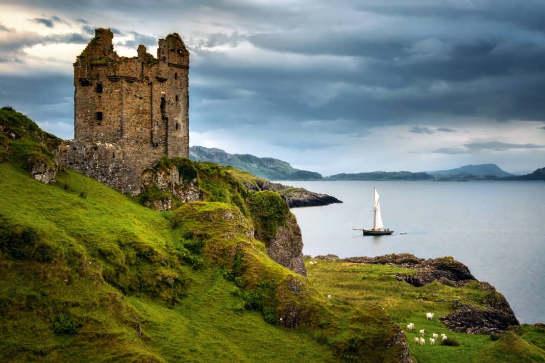 Quel spectacle ! Un martinet à bec fourchu devant les ruines vénérables du château de Gylen, au sud de l'île de Kerrera