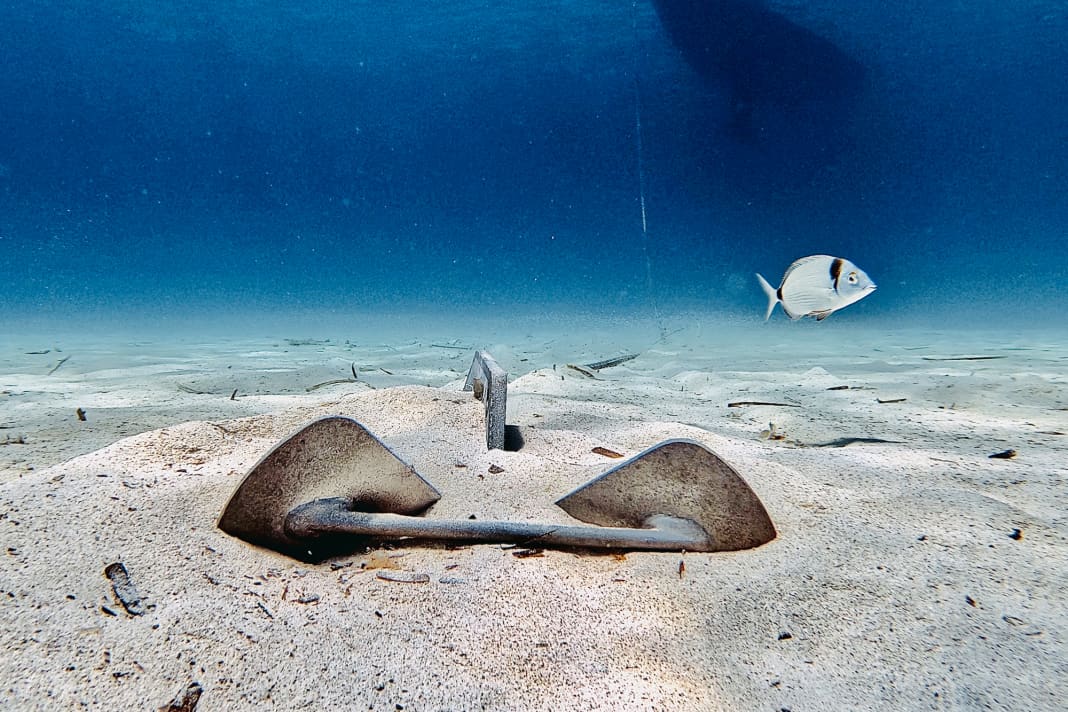 La foto dell'anno dei lettori: Cosa starà pensando l'orata quando vede l'ancora? E ha notato lo yacht che galleggia sopra di lui?