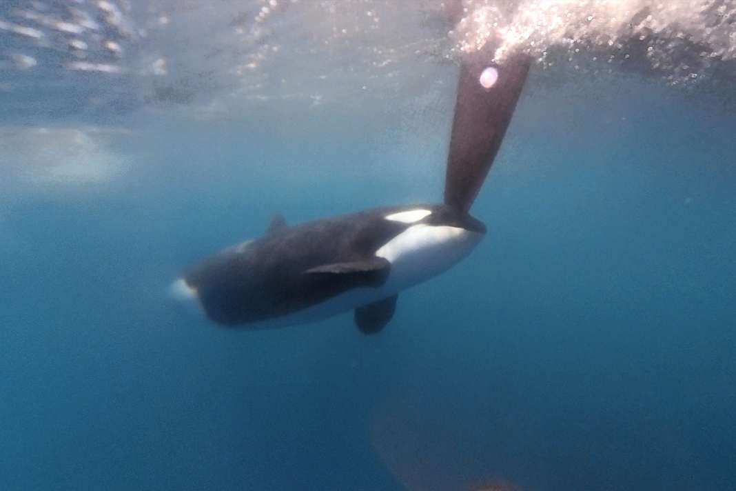 Problème toujours non résolu : les interactions des orques avec les navires posent toujours problème