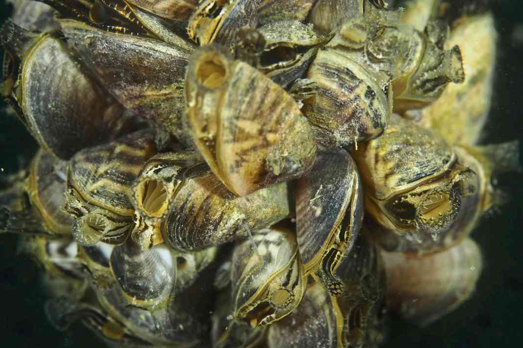 Quagga mussels like these cause extreme problems for the infrastructure. It is an invasive species that originally comes from the Black Sea region.