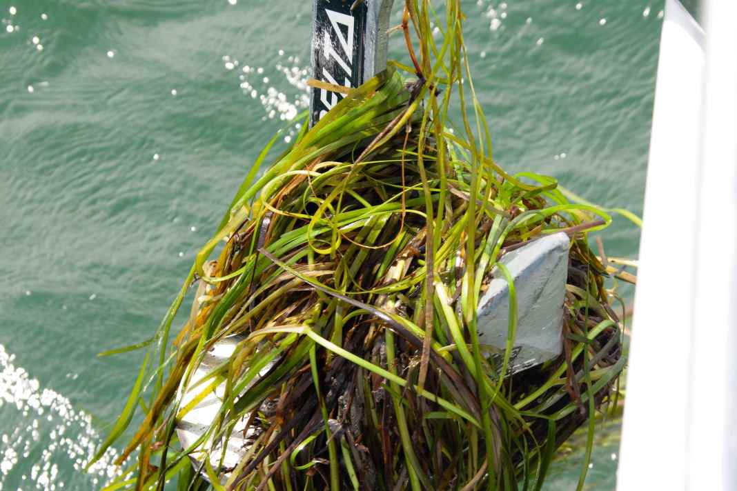 Unfortunately not a rare picture: An anchor brings a lot of seaweed up with it.