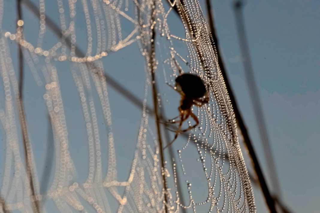 Spiders are not harmful, but are not usually welcome.