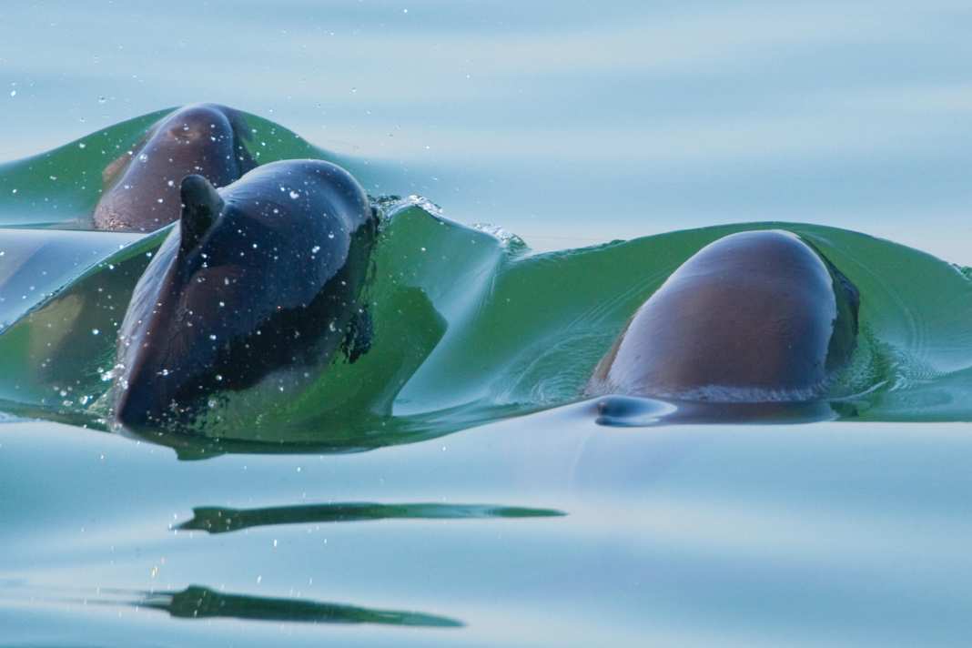 Common harbour porpoise swimming with juvenile in the Dutch Oosterschelde National Park.