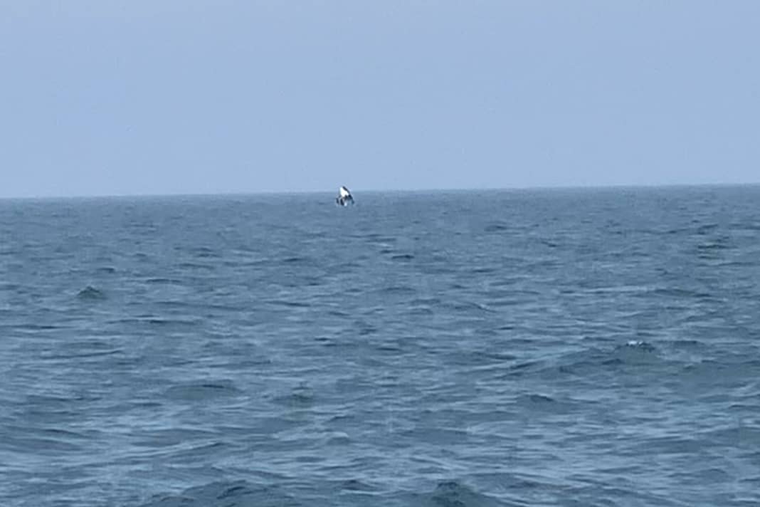 Nur der Kopf guckt raus – der Orca setzt zum Sprung an
