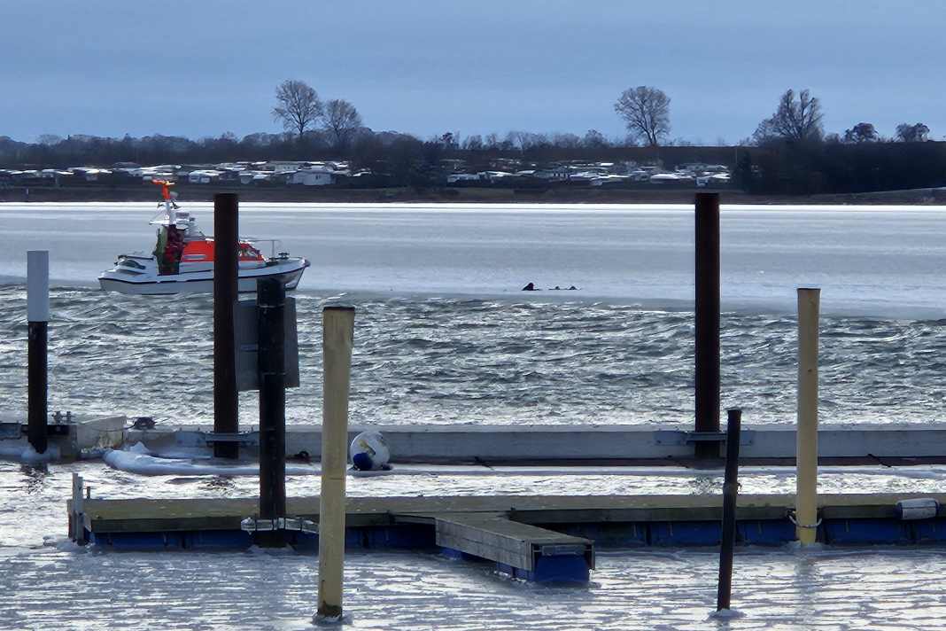The daughter boat "Vegesack" of the DGzRS rescue cruiser "Bremen" rescues a kiter trapped in the ice.