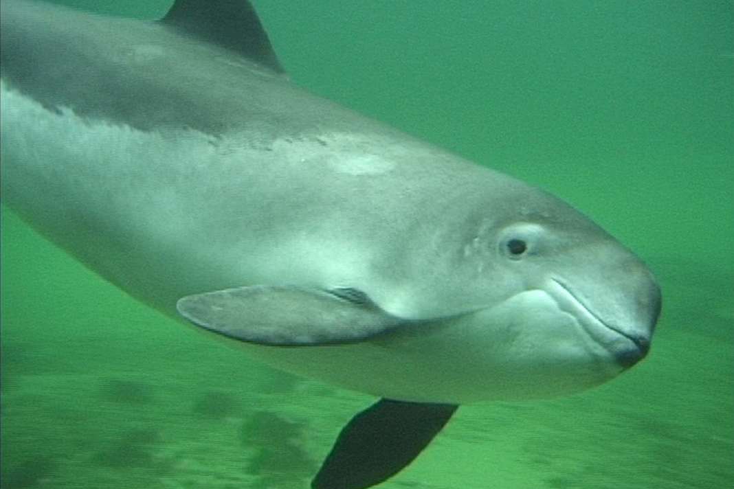 Der Schweinswal steht auf der roten Liste der stark gefährdeten Arten. (Foto: ITAW /PWC)