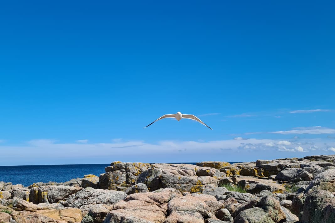 30th place: Eveline Neserke - Seagull approaching. Taken on the coastal path near Allinge/Bornholm