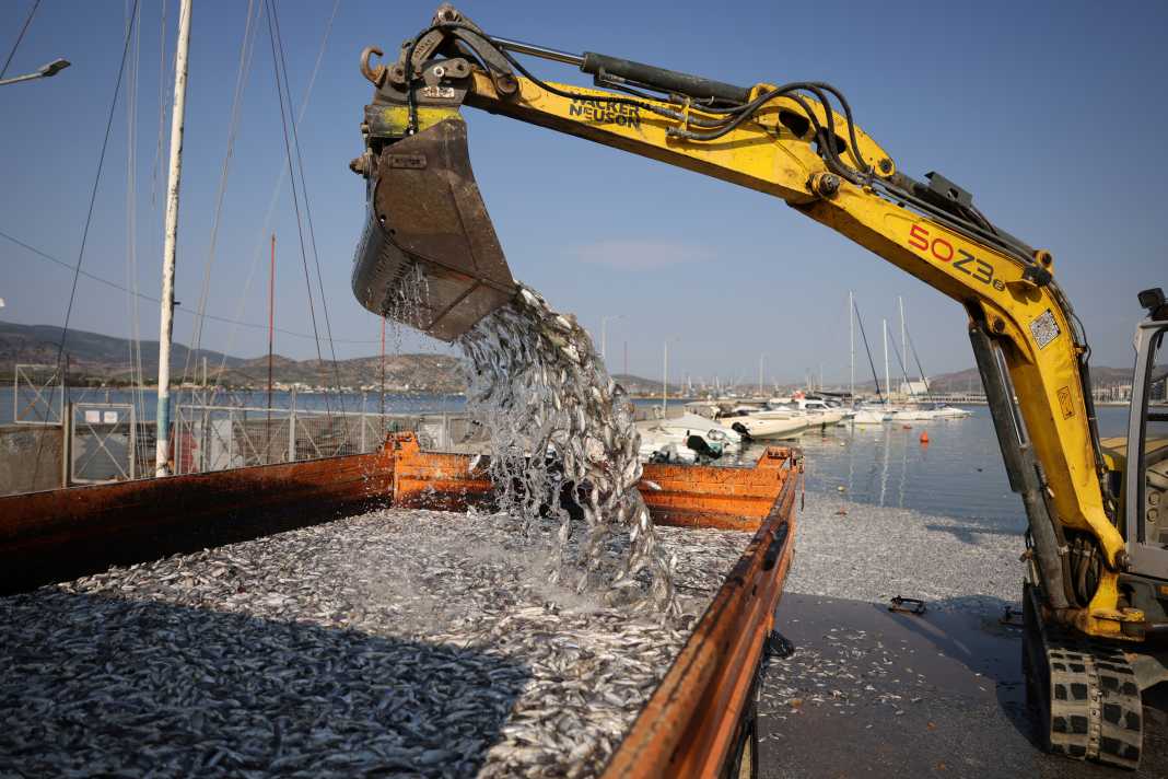 Des tonnes de poissons morts sont draguées du bassin portuaire de Volos